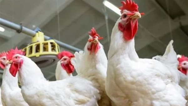 شعبة الدواجن: الفراخ هتنزل لـ 40 جنيه